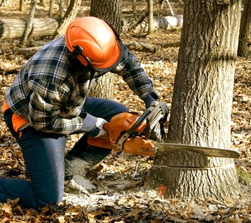 Tree Removal in Hudson, NY
